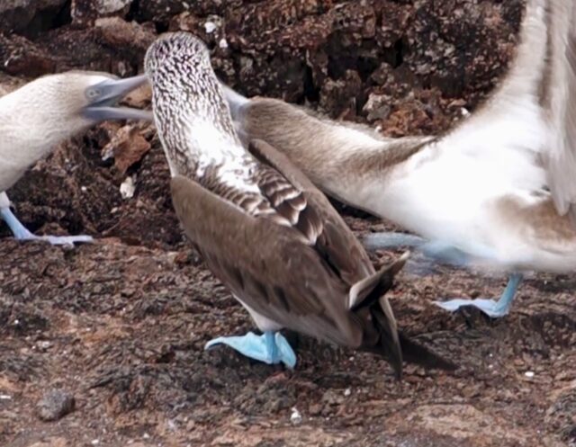 Sounds from the Galapagos